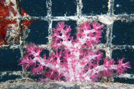 Soft Coral